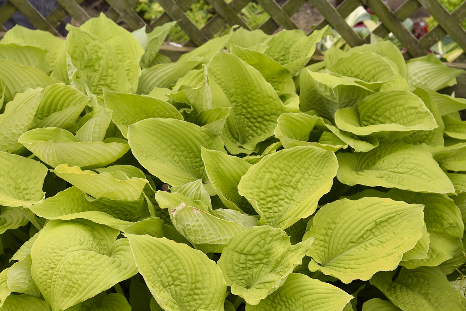 Hosta